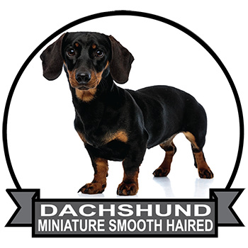 (image for) Dachshund - Miniature Smooth Haired (DACH064)